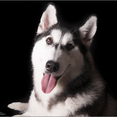 Pet Portraits